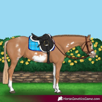 Horse Color:White Spotted Chestnut Frame 