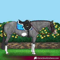 Horse Color:Blue Roan Splash Frame 
