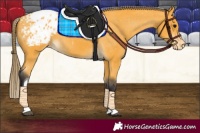 Horse Color:Buckskin Tobiano Appaloosa 