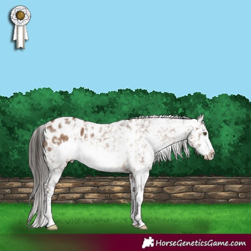 Horse Color:White Spotted Liver Red Dun Frame Appaloosa Rabicano 