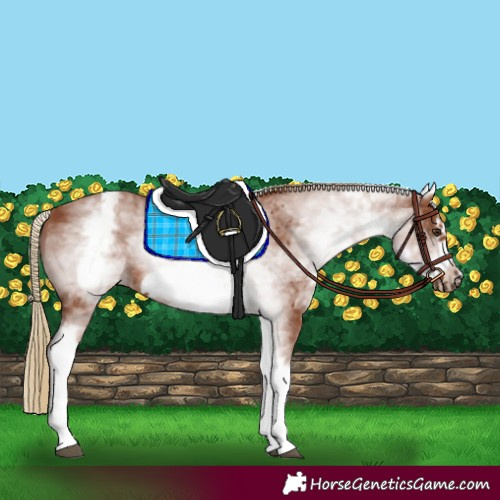 Horse Color:White Spotted Chestnut Frame 