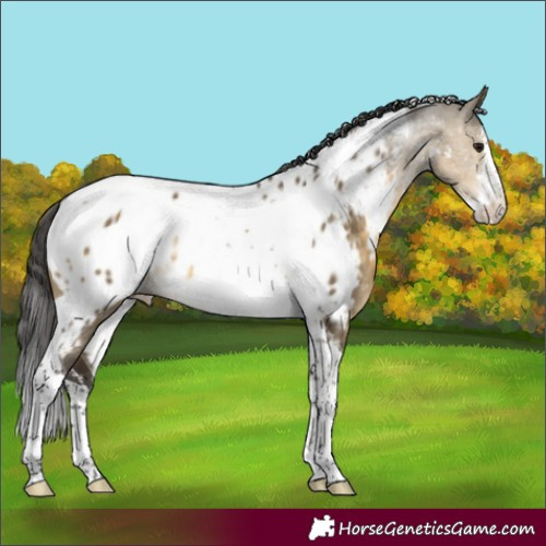 Horse Color:White Spotted Buckskin Dun Tobiano Appaloosa Rabicano 