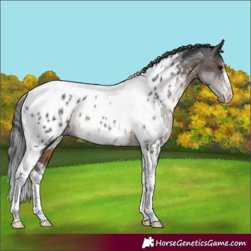 Horse Color:White Spotted Brown Tobiano Appaloosa Rabicano 