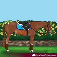 Horse Color:Chestnut Tobiano 