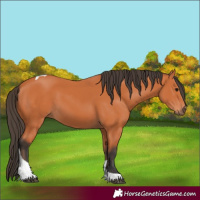 Horse Color:Bay Tobiano 