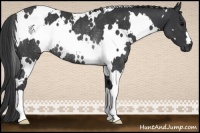 Horse Color:White Spotted Black Rabicano