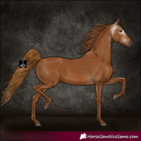 Horse Color:Gray Chestnut 