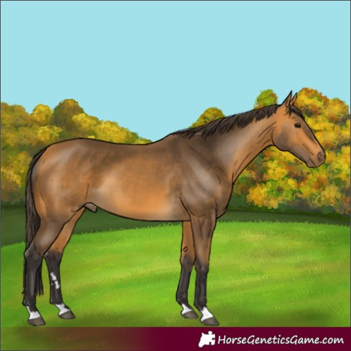 Horse Color:Buckskin 