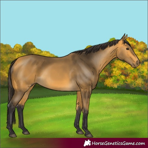 Horse Color:Buckskin 