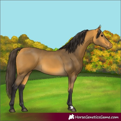 Horse Color:Buckskin 