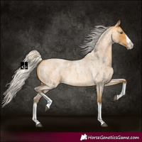 Horse Color:Silver Buckskin Roan Splash 