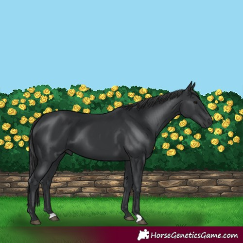 Horse Color:Black 