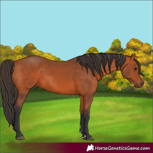 Horse Color:Bay 