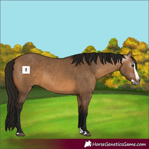 Horse Color:Gray Bay Dun Splash 