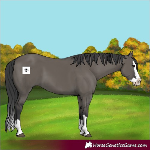 Horse Color:Grullo Splash