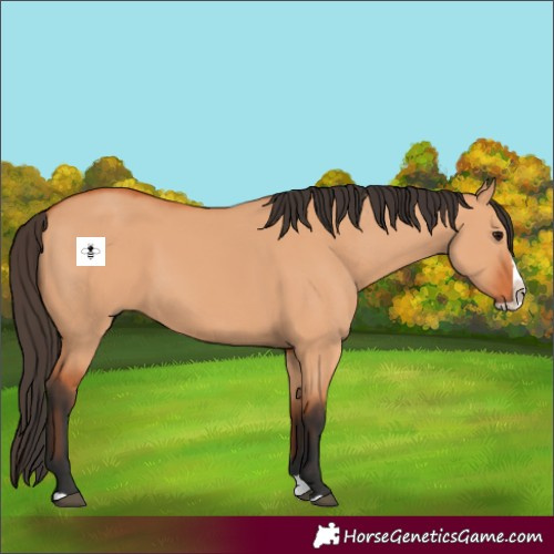 Horse Color:Bay Dun Splash