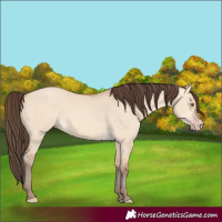Horse Color:Amber Champagne Dun 