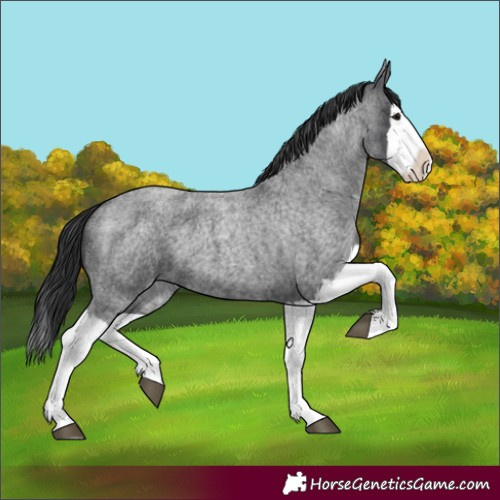 Horse Color:Blue Roan Splash