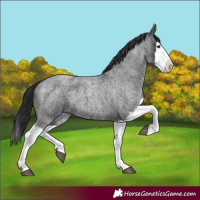 Horse Color:Blue Roan Splash 