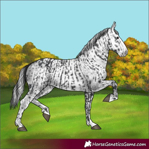 Horse Color:Black Splash and Gray Black Splash