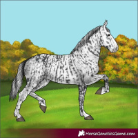 Horse Color:Black Splash and Gray Black Splash