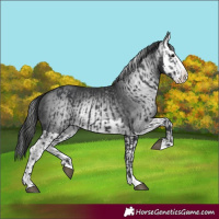 Horse Color:Black Splash and Gray Black Splash