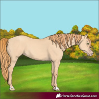 Horse Color:Gold Champagne Dun 