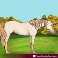 Horse Color:Gold Champagne Dun 