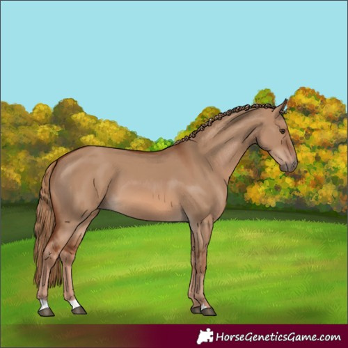 Horse Color:Red Dun 