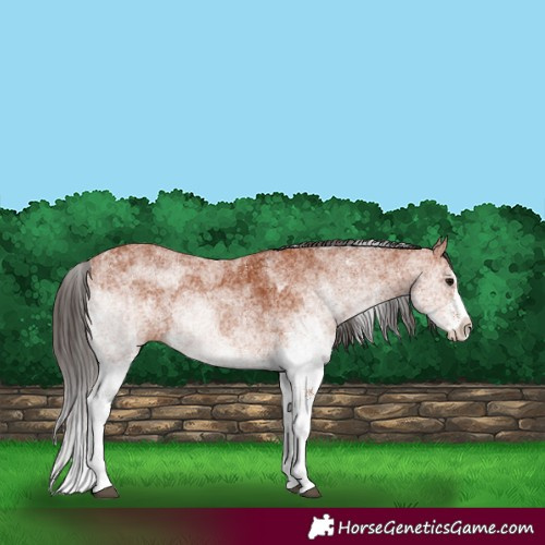 Horse Color:White Spotted Bay Splash  and White Spotted Bay Splash Rabicano 