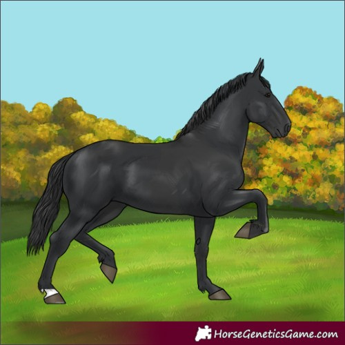Horse Color:Black  and Black 