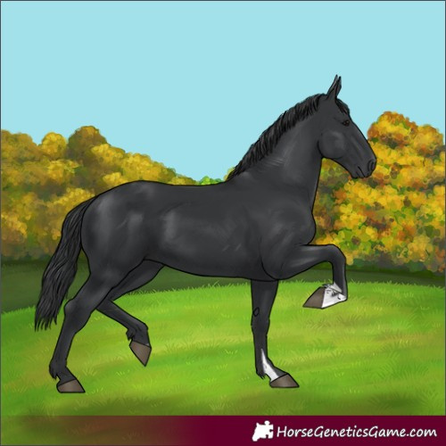 Horse Color:Black  and Black 