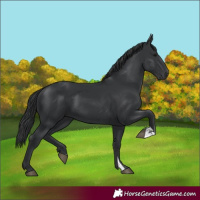 Horse Color:Black  and Black 