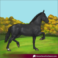 Horse Color:Black and Black