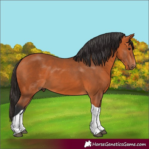 Horse Color:Bay Tobiano 