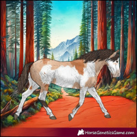 Horse Color:Bay Splash Frame  and Amber Champagne Splash Frame 