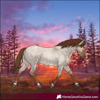 Horse Color:Red Dun Roan 