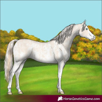 Horse Color:Perlino Sabino  and Cremello Sabino 