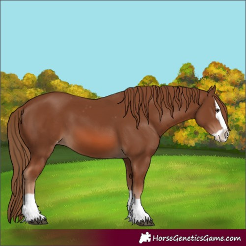 Horse Color:Chestnut Splash Appaloosa 