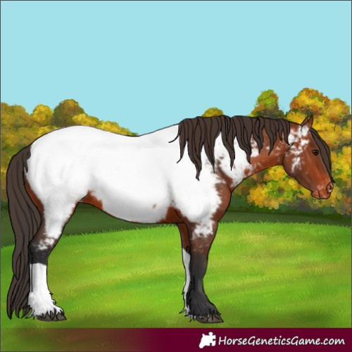 Horse Color:Bay Tobiano Appaloosa 