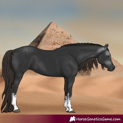 Horse Color:Gray White Spotted Liver Chestnut 