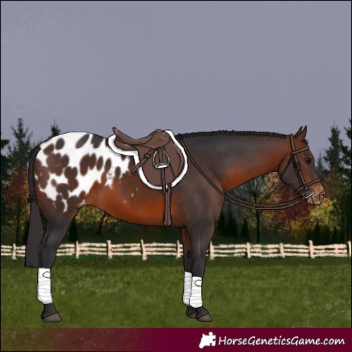 Horse Color:White Spotted Brown Appaloosa 