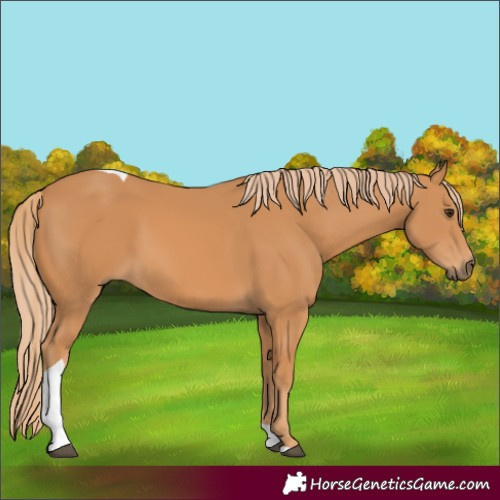 Horse Color:Chestnut Tobiano 