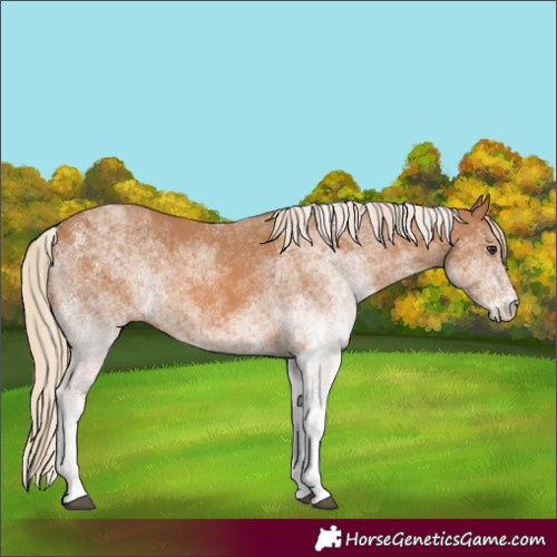 Horse Color:White Spotted Chestnut 