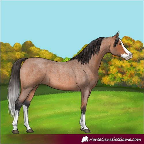 Horse Color:Bay Roan Splash