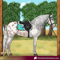 Horse Color:Silver Brown Dun Appaloosa 