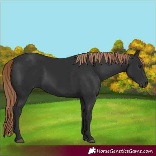 Horse Color:Gray White Spotted Liver Chestnut 