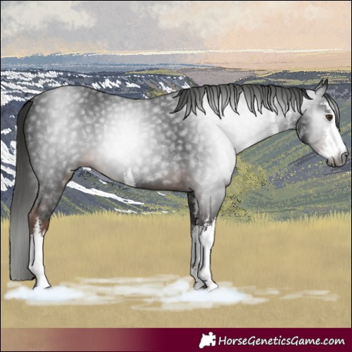 Horse Color:Gray White Spotted Liver Chestnut 