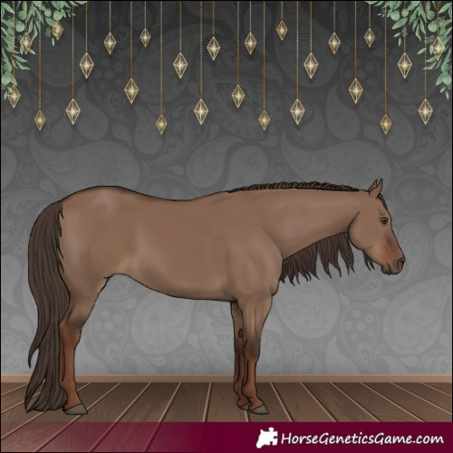 Horse Color:White Spotted Liver Red Dun 