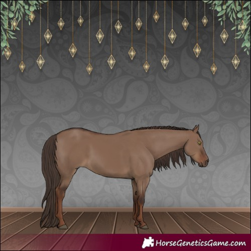 Horse Color:White Spotted Liver Red Dun 